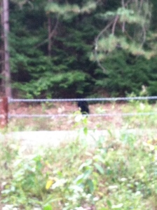 hard to see but this is the bear cub crossing the road above the trail